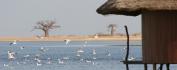 VOYAGE SENEGAL - Ecotourisme au Lodge des collines de Niassam