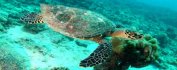 VOYAGE SEYCHELLES - MONKONTAN 3 ZILS