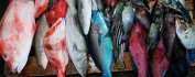 VOYAGE SEYCHELLES - SESEL TIPIK