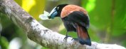 VOYAGE MADAGASCAR - Escapade nature au parfum vanille
